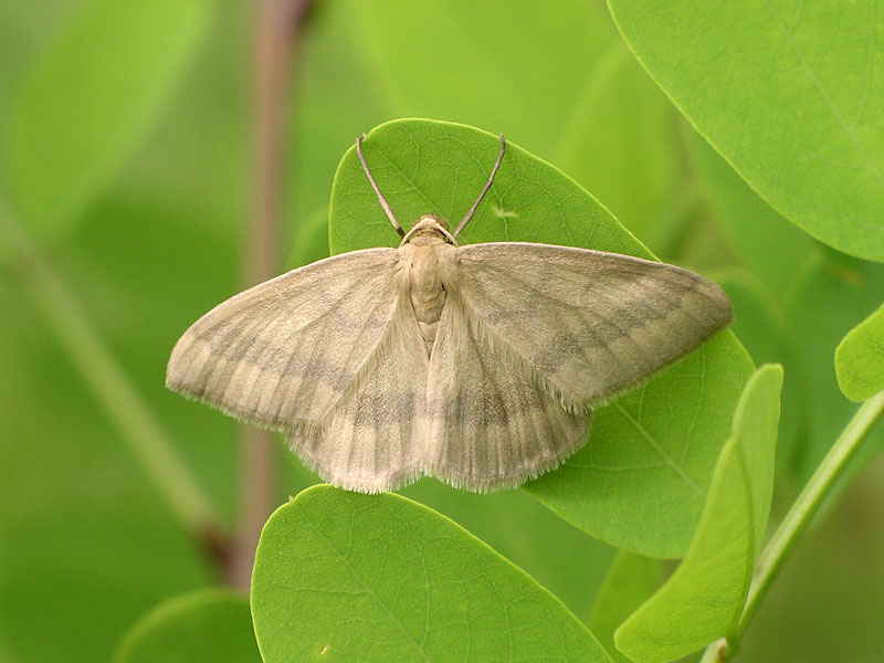 da determinare - Rhodostrophia  calabra